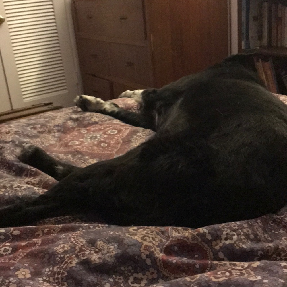 Meet your Posher, Allison